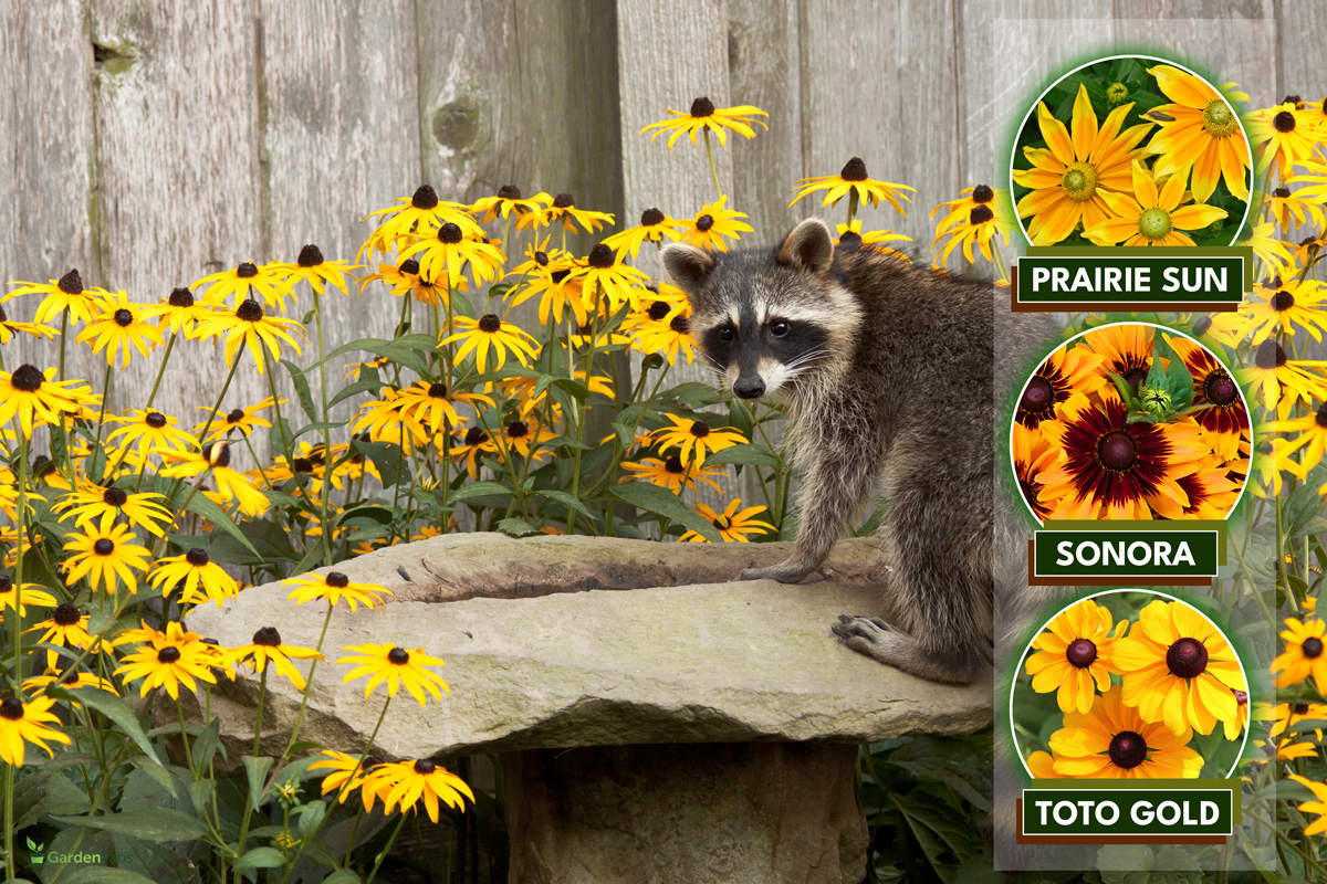 raccoon sips water from a sandstone bird bath. birdbath is surrounded by black eyed susans. raccoon's eyes focus back at photogragher as water drips from its mouth, When To Cut Back Black Eyed Susans?