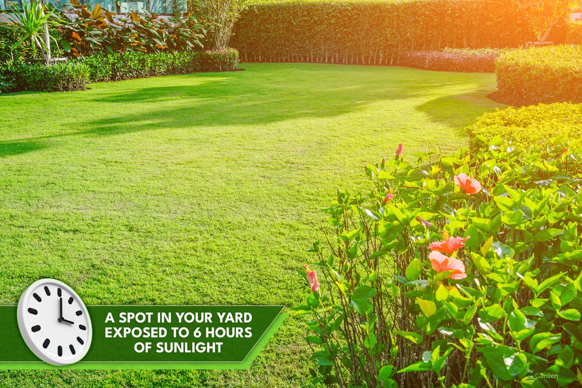 Backyard in spring, garden landscape design with tall and low shrubs and flowers has a beautiful rounded shape in the middle is a green grass, Newly cut lawn Lush green with morning sunlight., Do You Need Organic Seeds To Grow Organic Vegetables?