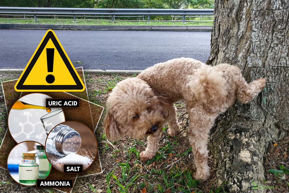 Male poodle dog pee on tree trunk to mark his territory, Does Dog Urine Kill Spruce Trees?