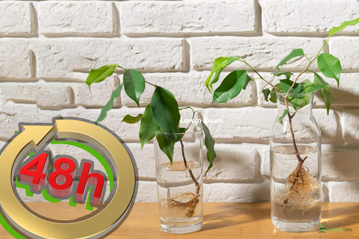 three transparent glasses with water and cuttings of ficus benjamin against a white brick wall, Can I Drown Vine Weevil Grubs?