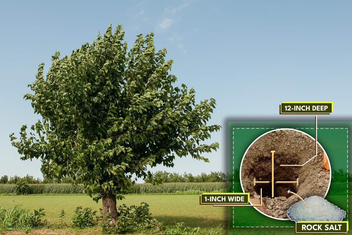 an image of a mulberry tree in the field, My Mulberry Tree Keeps Growing Back - Why? What To Do?