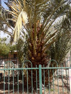 A Judean date palm tree included in the study, Extinction Defied: 2000-Year-Old Fruit Tree Brought Back By Science