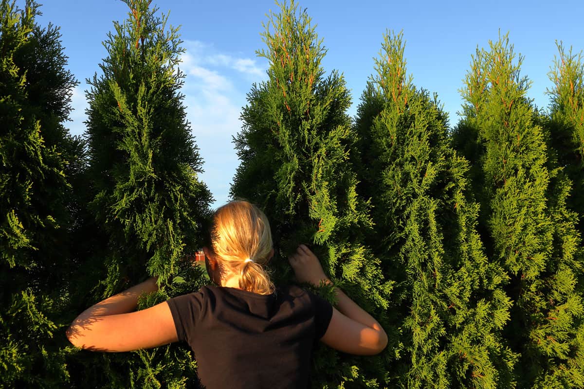 A Swedish girl who sees through a hedge. The concept of curiosity or what lies on the other side.