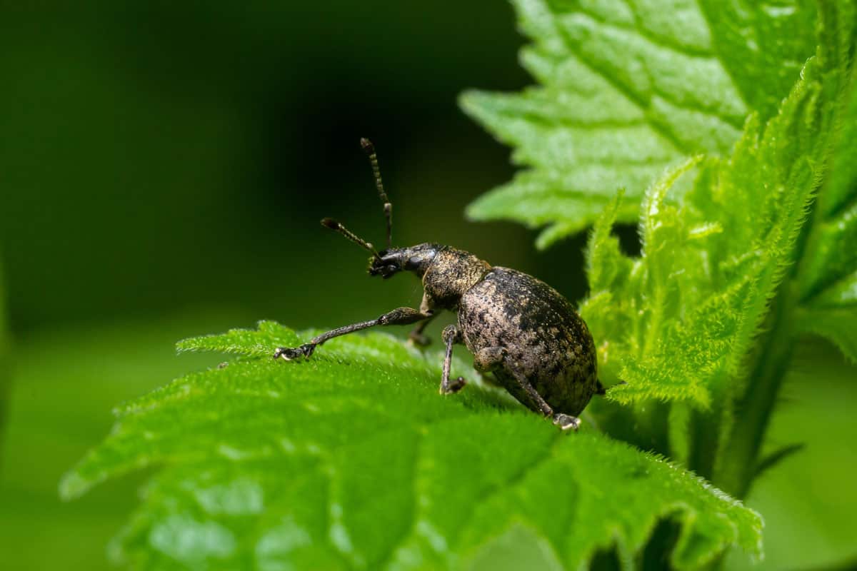 A black and aggressive vine weevil