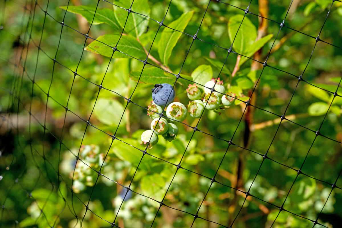A black protective mesh covering blueberries from animals and birds