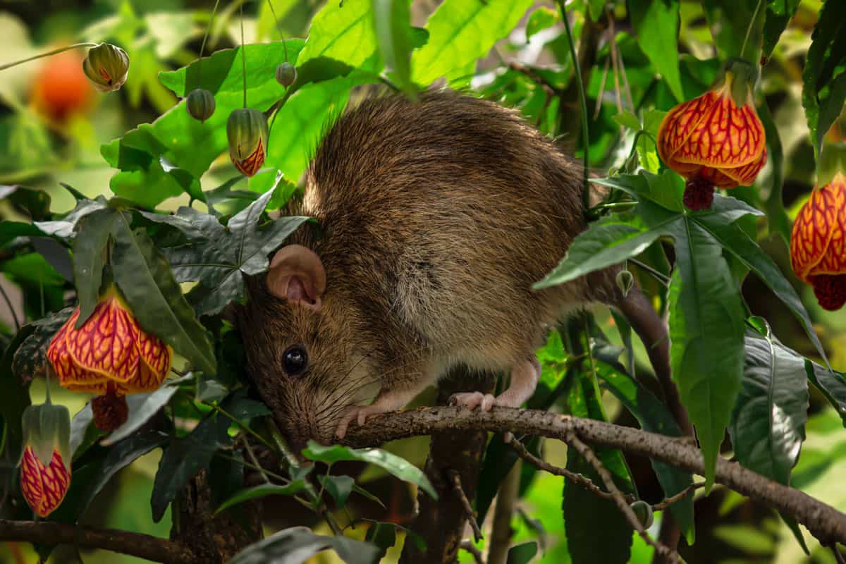 A city rat attracted by the flowered garden, full of berries and fruits