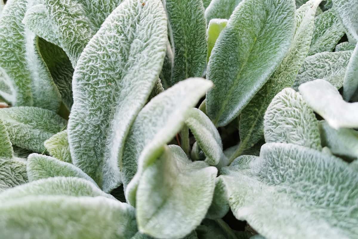 A closeup of lamb's-ear plant leaves under the sunlight