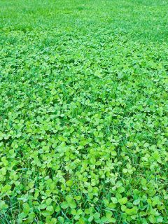 A clover garden photographed on a sunny day, Up close photo of clovers in a garden, Grass Lawns Are Out! Here's The Oddly Satisfying Alternative