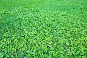 A clover garden photographed on a sunny day, Up close photo of clovers in a garden, Grass Lawns Are Out! Here's The Oddly Satisfying Alternative
