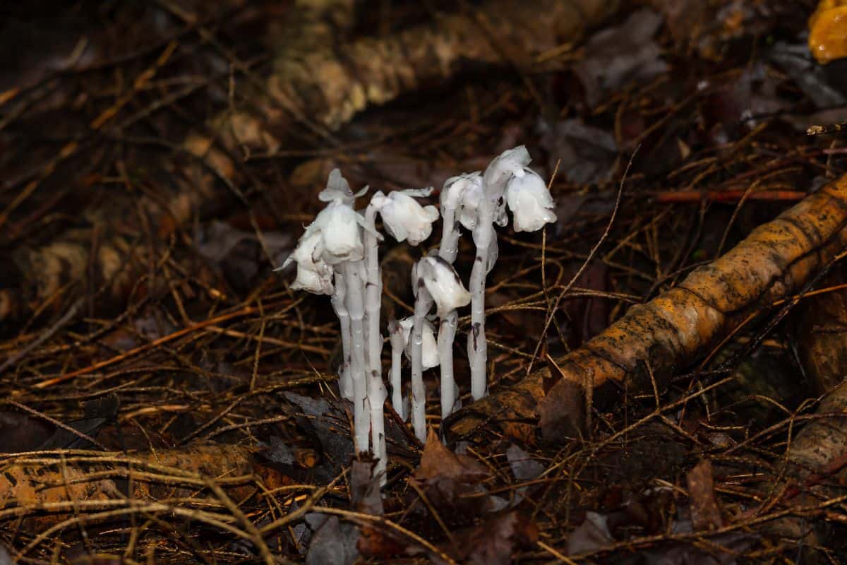 A cluster of Indian Pipe Wildflowers on the Union Mine Interpretive Trail, in the Porcupine Mountains, in the Upper Peninsula of Michigan.