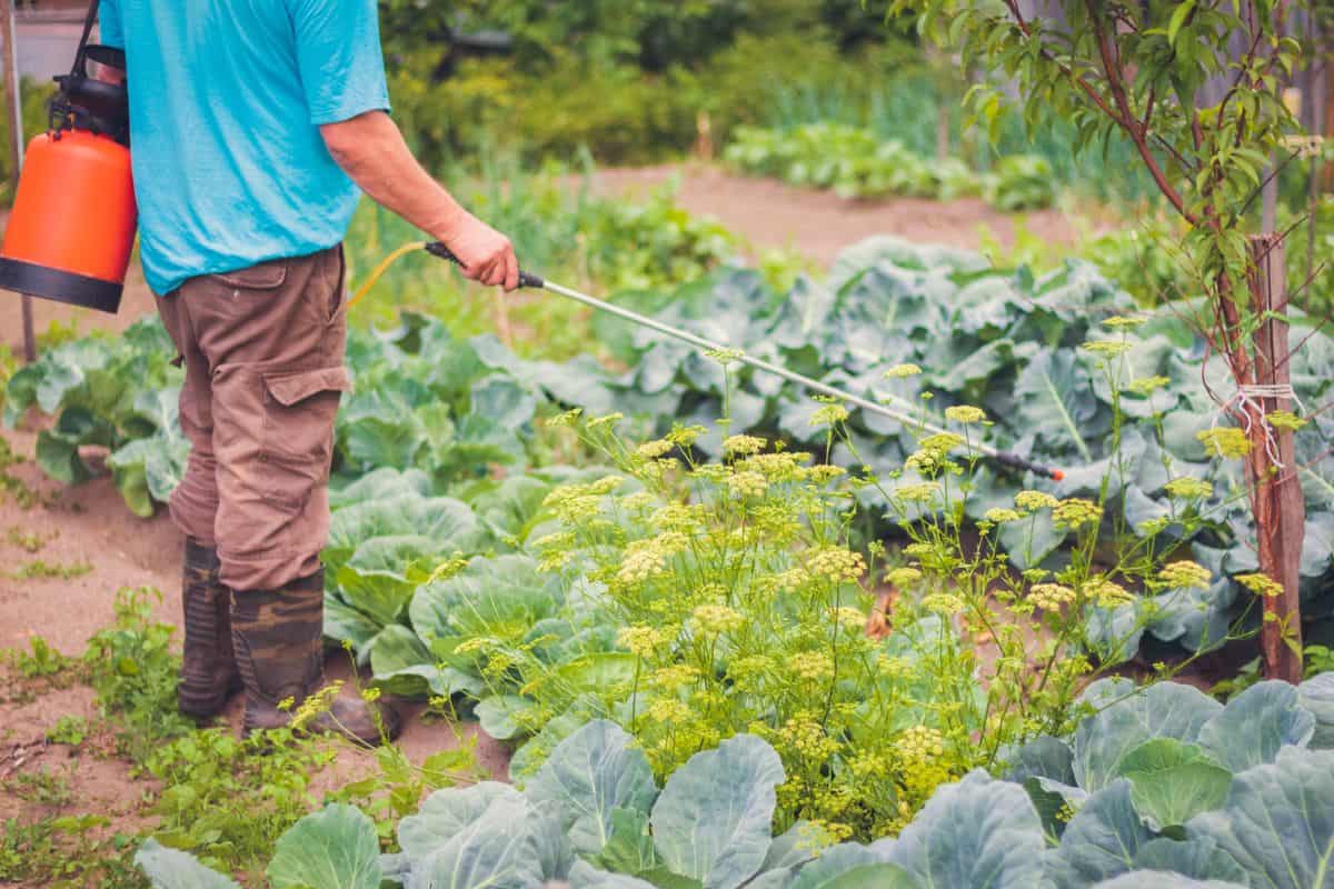 A farmer in the garden cultivates vegetables from diseases and insects of parasites