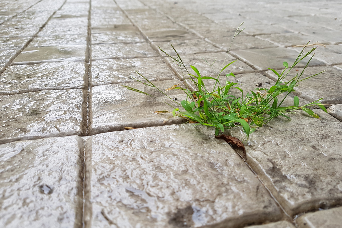 A grass on floor.