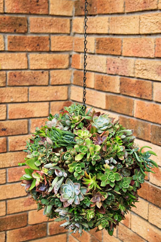 A hanging ball filled with a variety of succulents