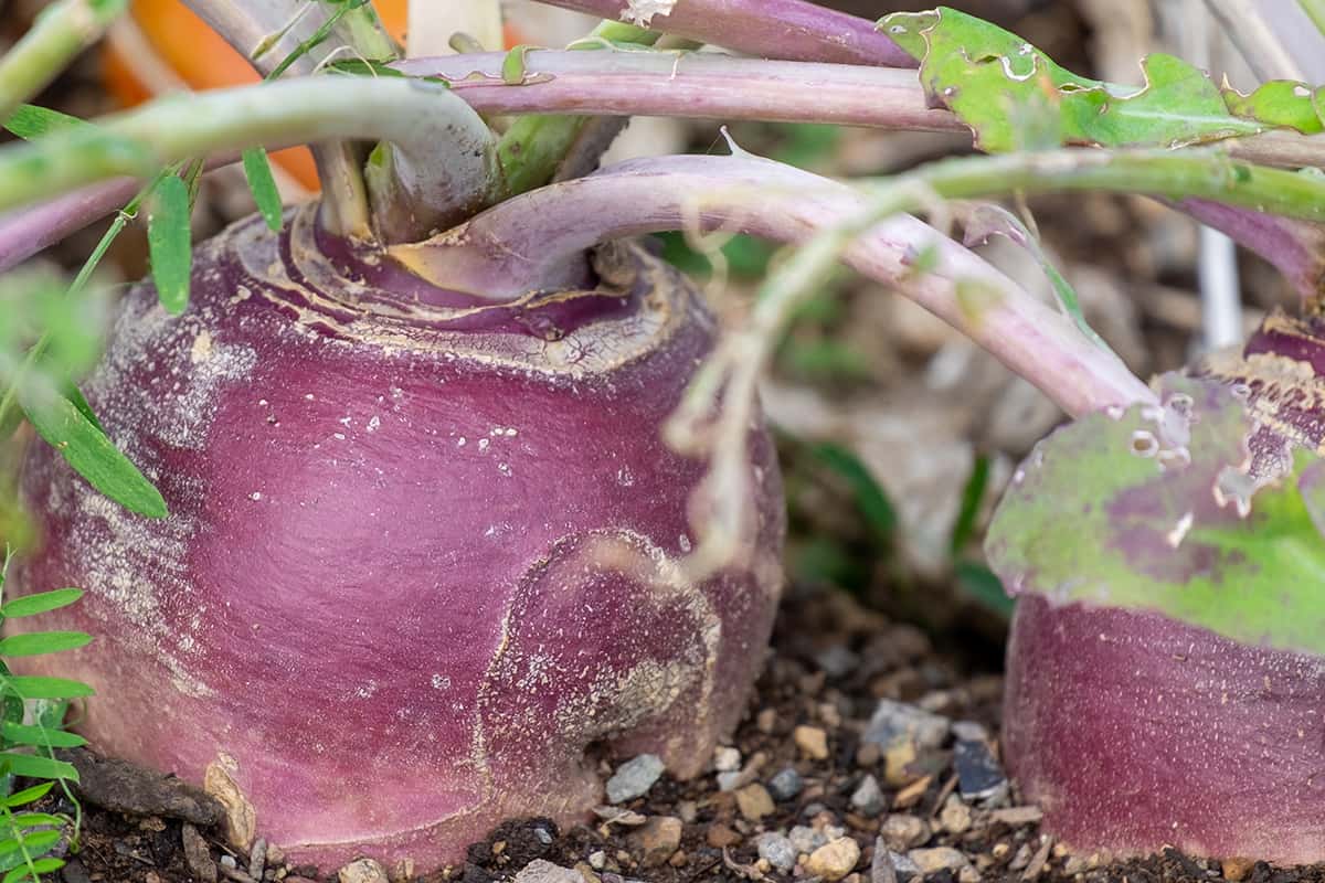 A large round organic purple colored turnip