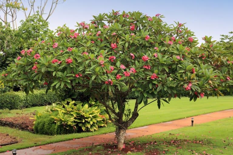 A plumeria plant pruned into a tree shape, with a garden path behind. - Plumeria Seed Pods: How To Harvest, Plant, & Grow