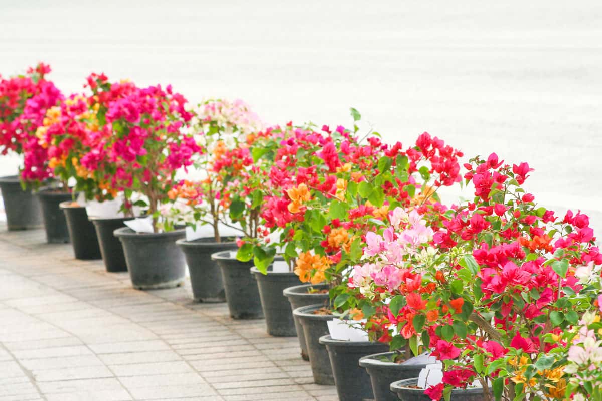 A row of colorful bougainvillea flowers blooming in black pot stand on the sidewalk near the road