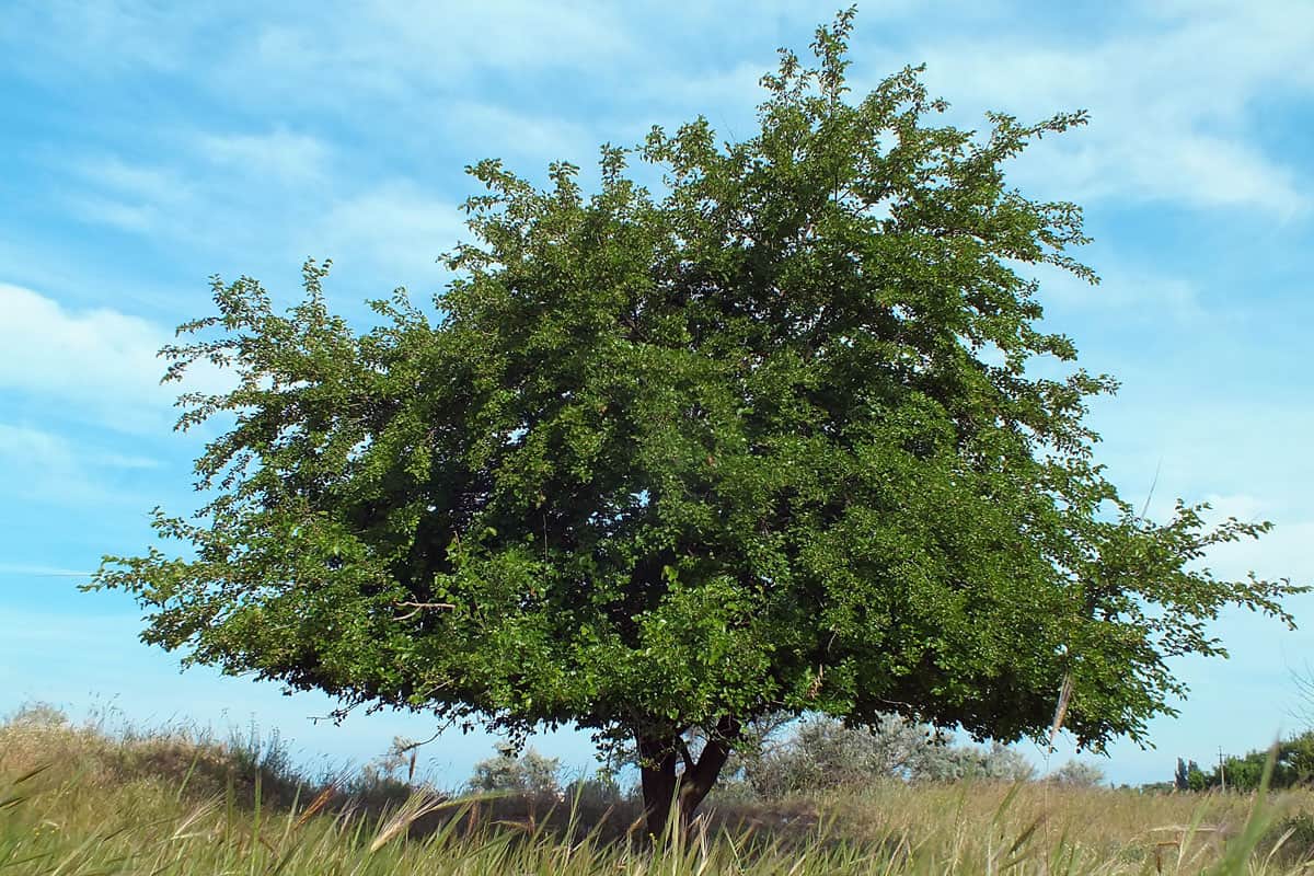 A tall mulberry tree planted in the middle of a wide field