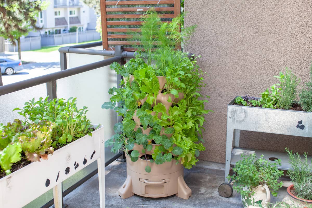 A tall vertical garden sits on an apartment balcony (patio) with fresh salad green