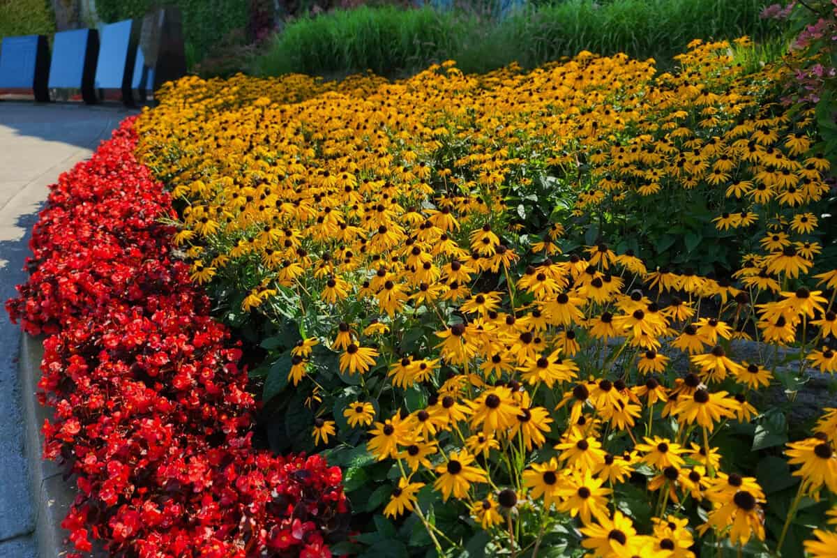 A thriving garden full of red begonias and yellow black-eyed susan flowers