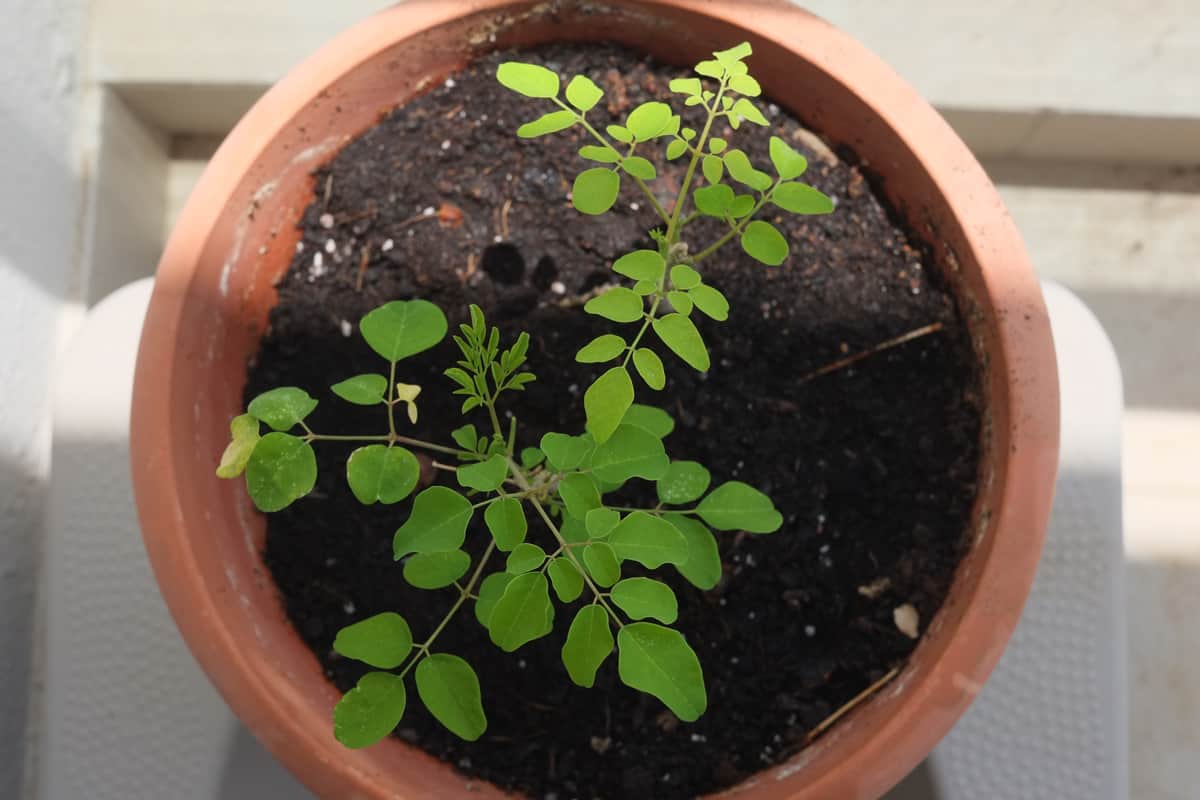 A top view closeup of a newly-planted moringa plant (M. oleifera) from a home planter.