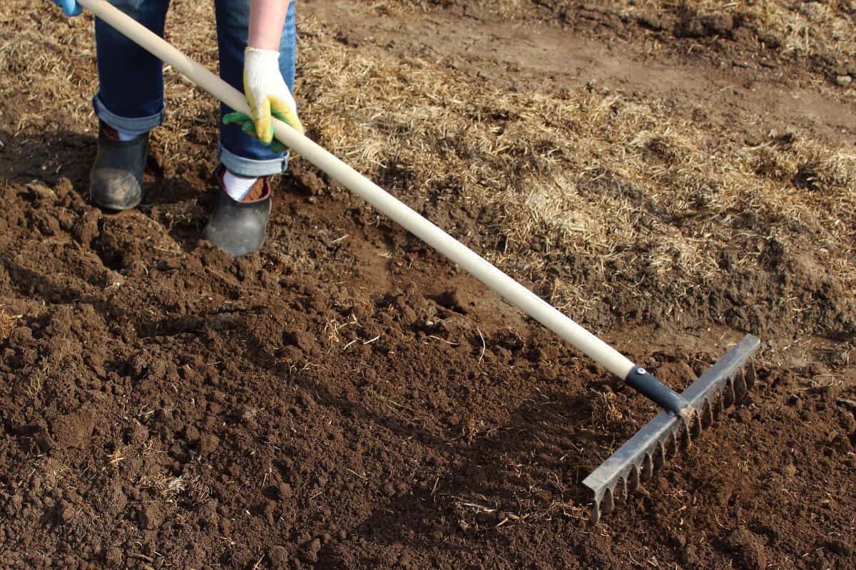 A woman is leveling the ground with a rake in the garden