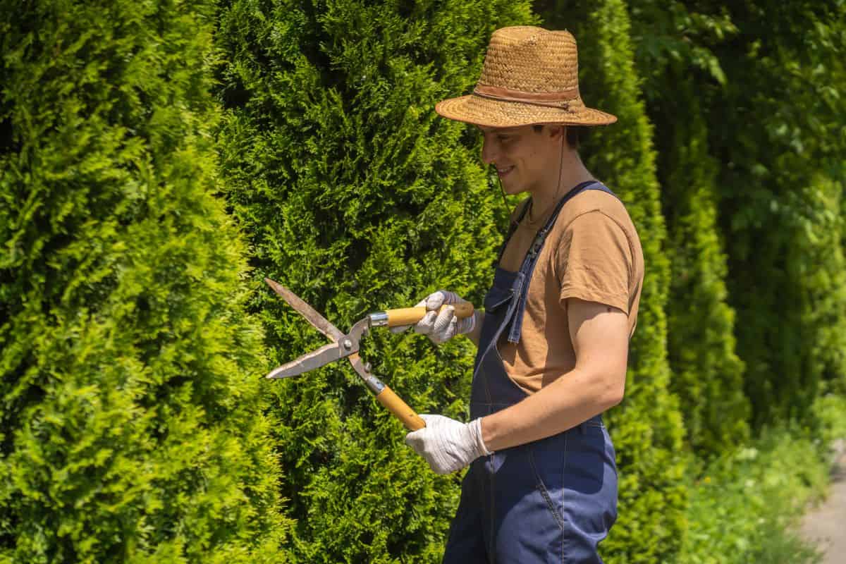 A young man is cutting pruning trees with a garden pruner in the backyard. A professional gardener is trimming big green bushes with gardening scissors in the park.
