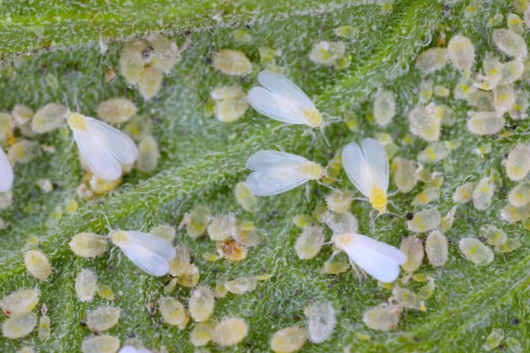 Adults, larvae and pupae of greenhouse whitefly (Trialeurodes vaporariorum) on the underside of tomato leaves. It is a currently important agricultural pest, Whitefly Vs. Mealy Bug: What's The Difference