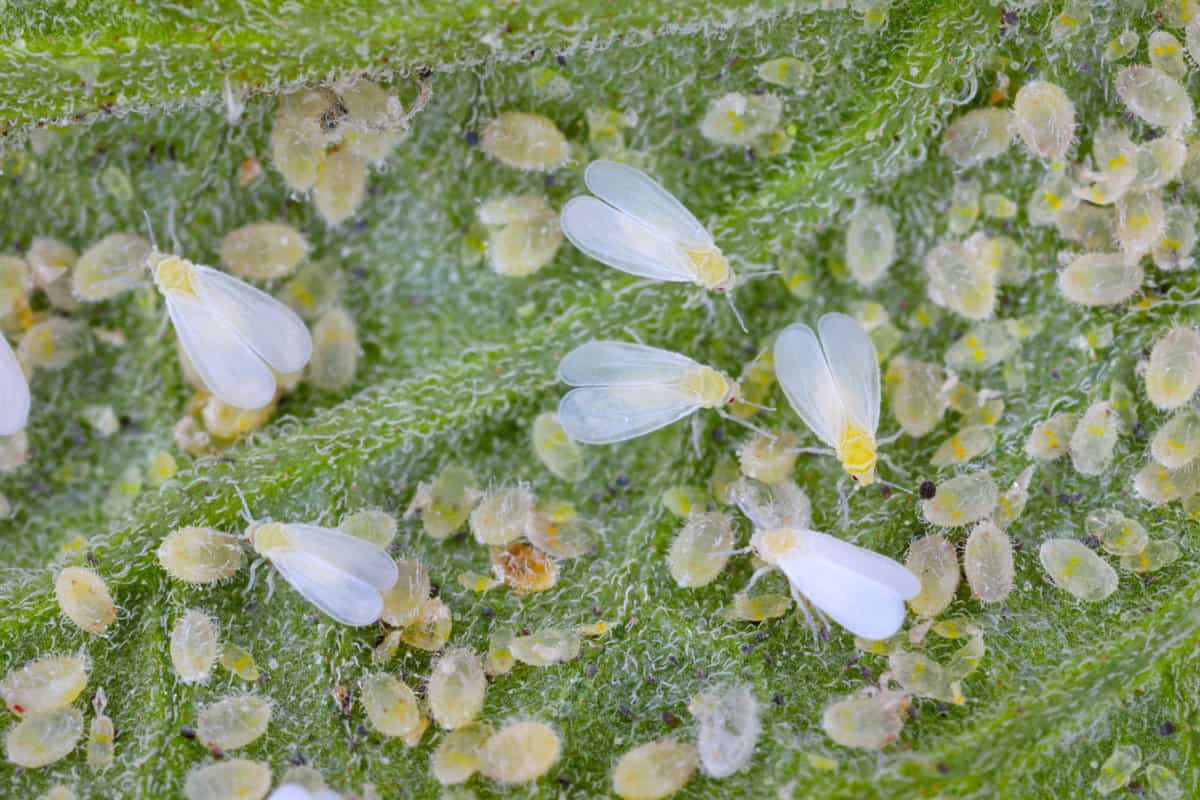 Adults, larvae and pupae of greenhouse whitefly (Trialeurodes vaporariorum) on the underside of tomato leaves. It is a currently important agricultural pest. 
