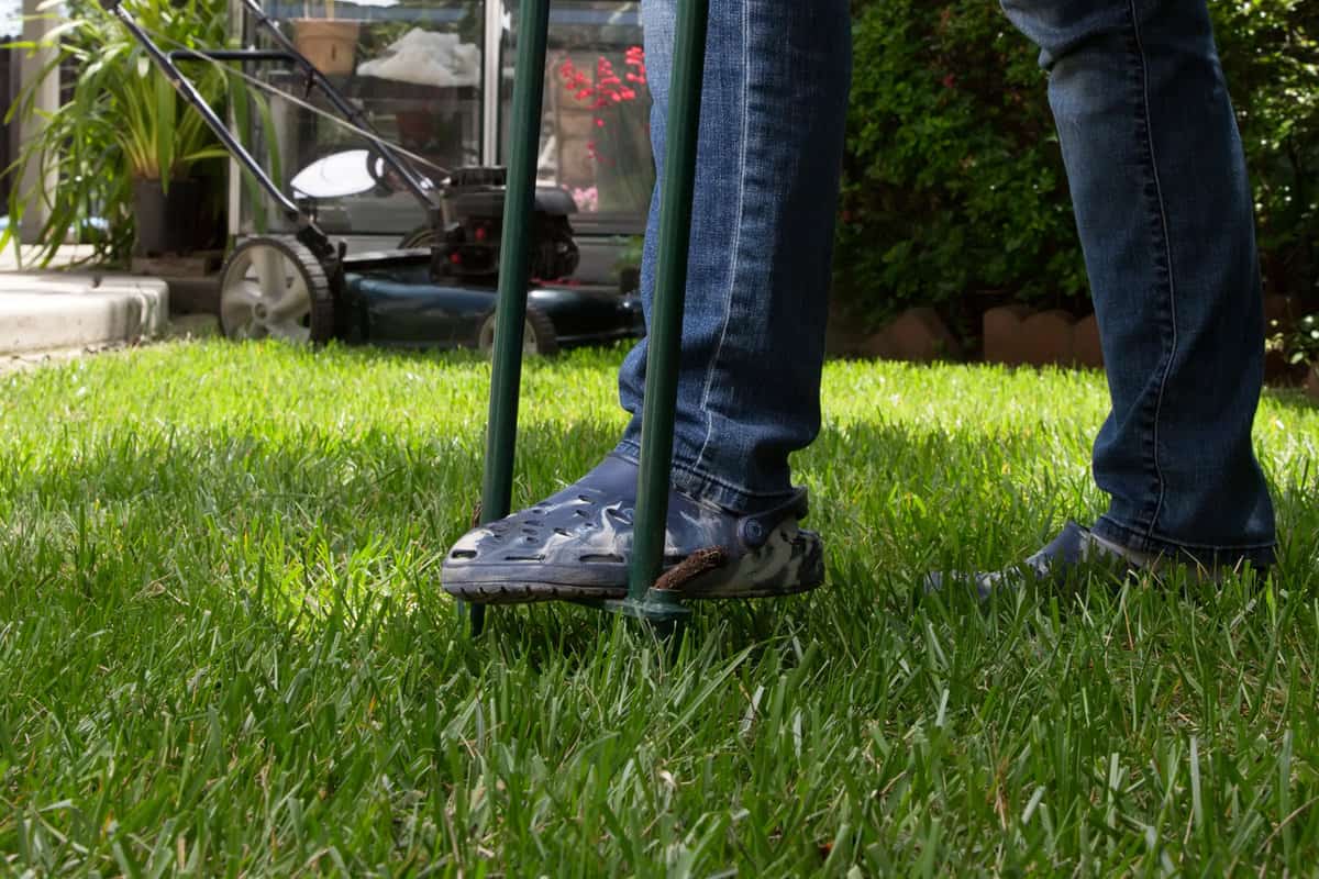 Aerating lawn by manual aerator in back yard