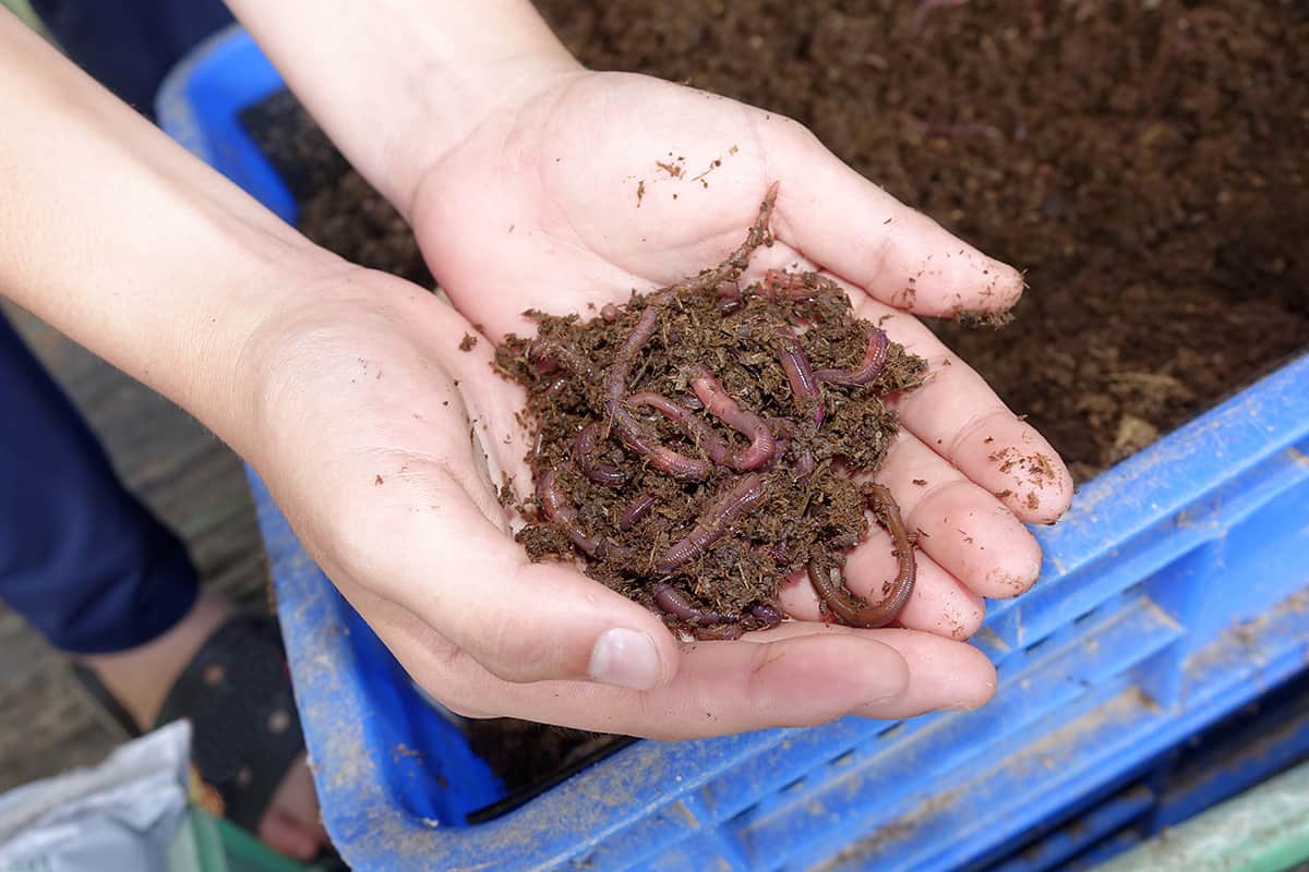 African nightcrawlers in earthworm farm to produce vermicompost fertilizer