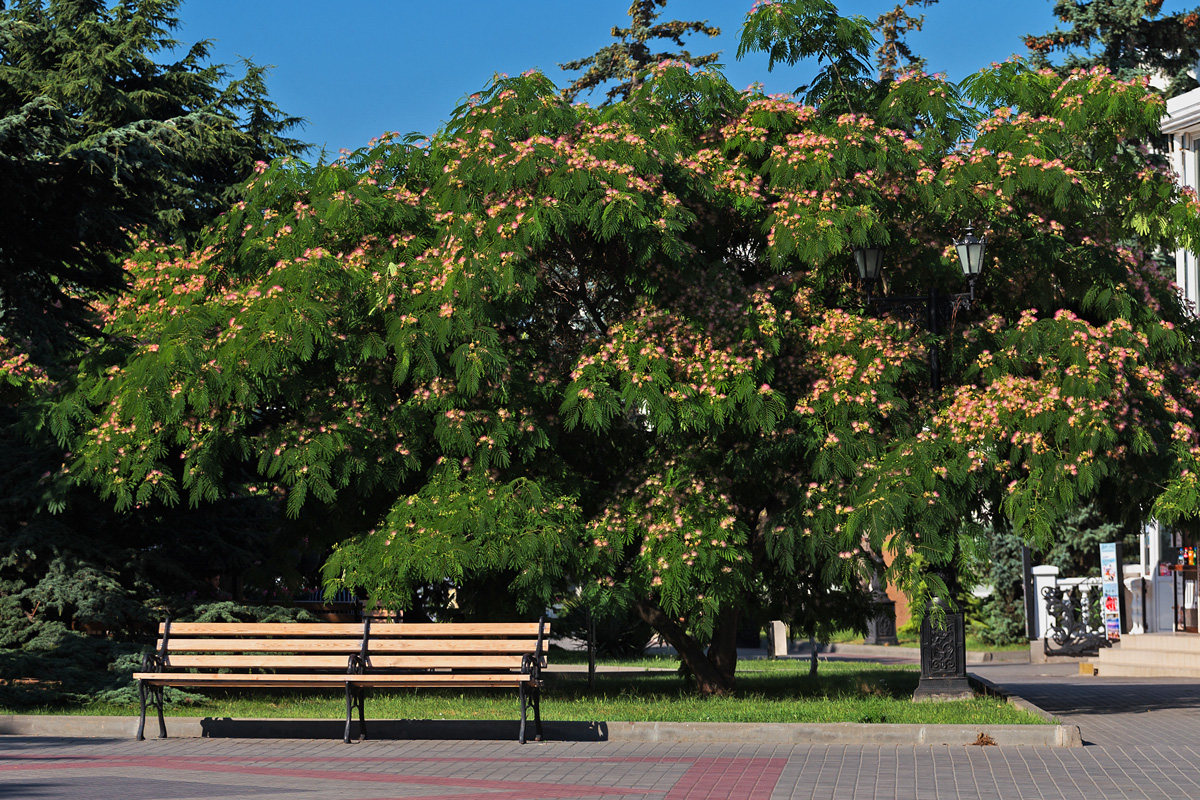 Albizia julibrissin blooms in Sevastopol with fluffy bright pink flowers.