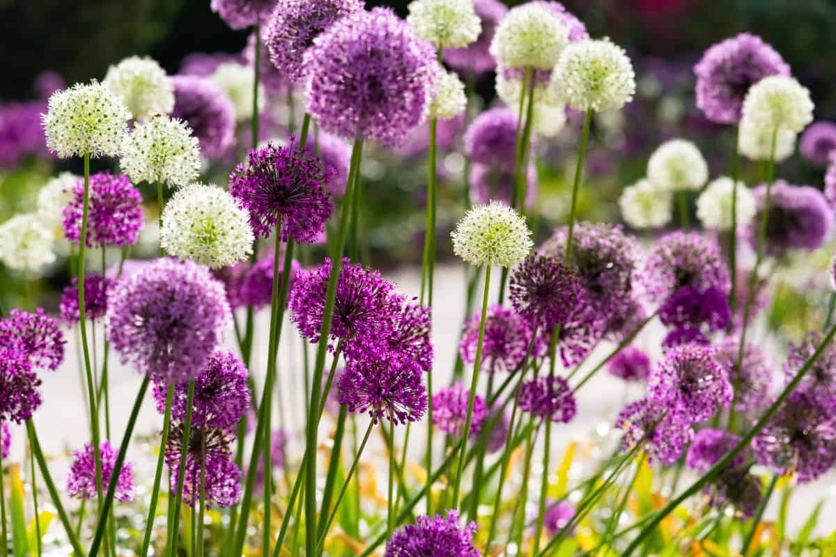 Allium or Giant onion flowering in garden