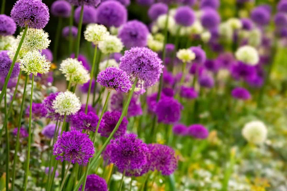Allium or Giant onion with small globes of intense white and purple umbels