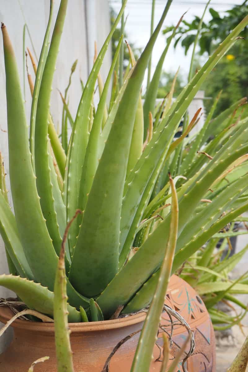Aloe vera plants in pots on the garden