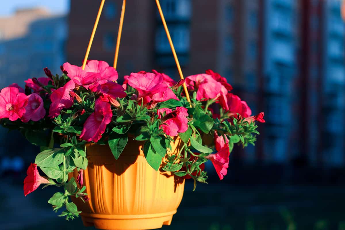An outside basket filled with vibrant petunias flowers, in a warm summer day