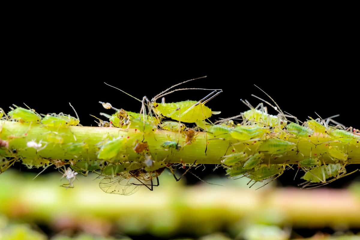 Aphid Colony on Green Twig