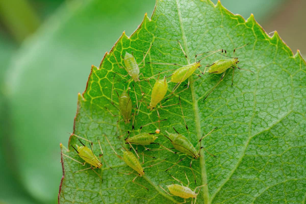 Aphid colony on leaf
