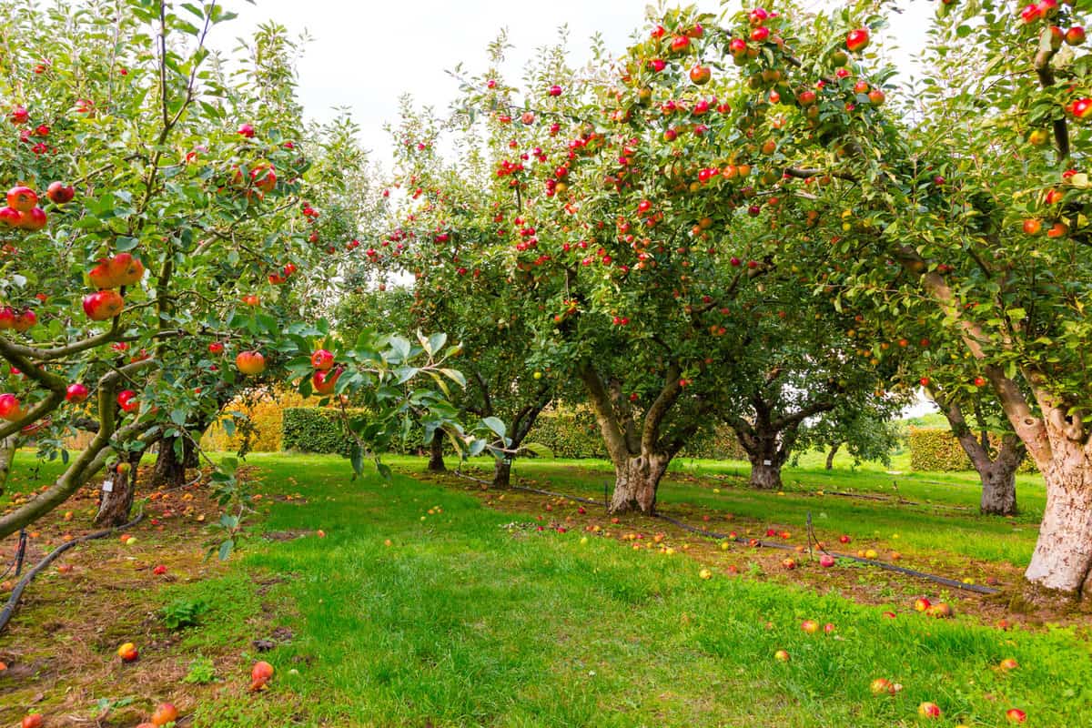 Apple on trees in orchard in fall season 