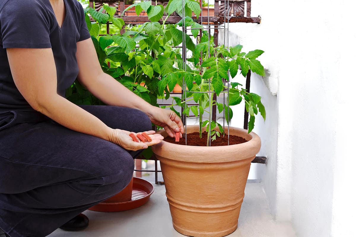 Applying fertilizer spikes to a tomato plant