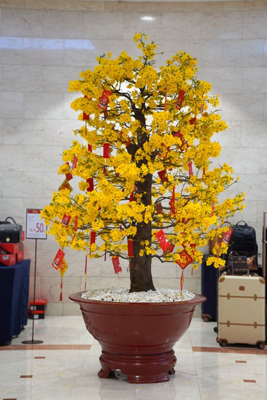 Apricot bonsai tree blooming in spring with yellow flowering branches curving indoor