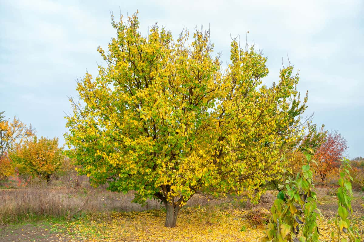 Apricot trees with yellow and green leaves in October on a cloudy day