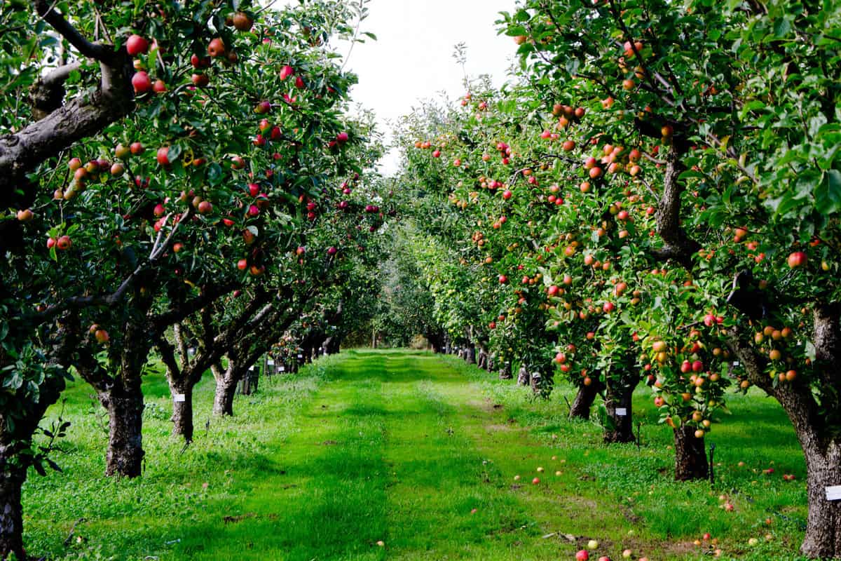 Autumn apple tree grove in Surrey