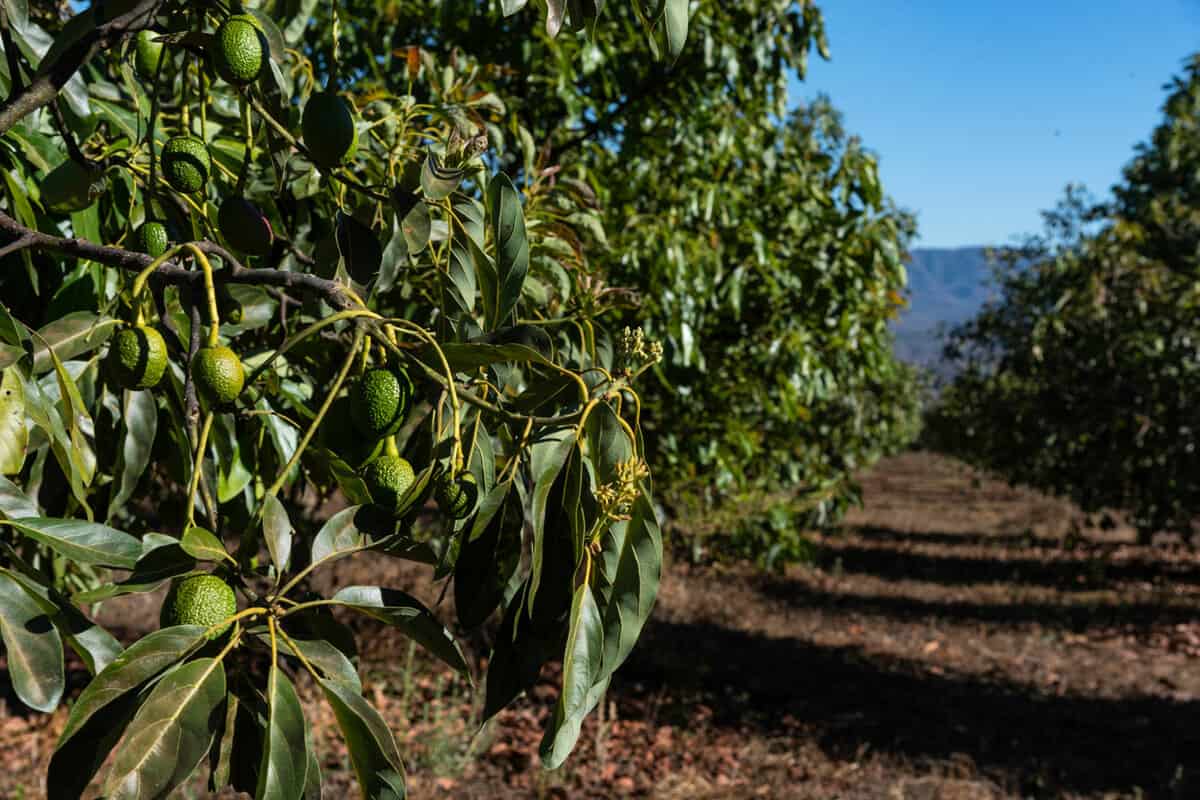 Avocado orchard, avocadoes riping on big avocado tree 
