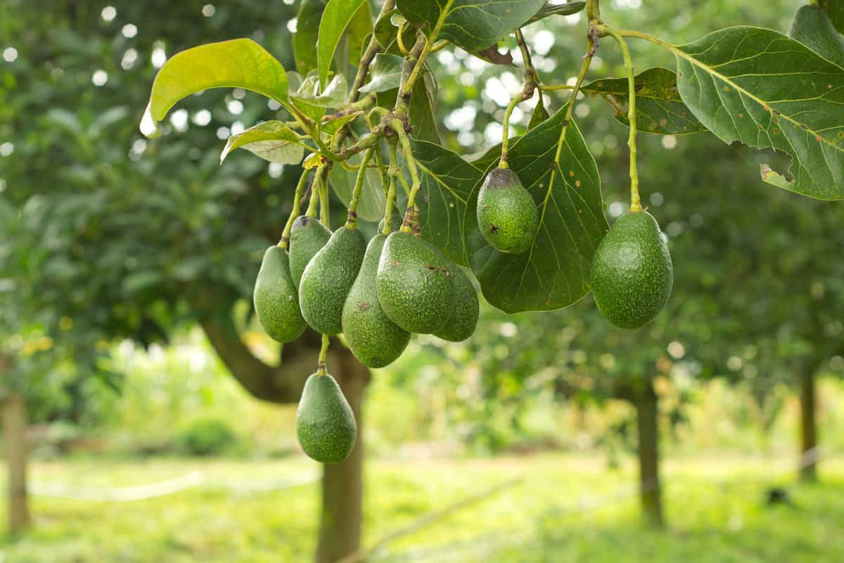 Avocados growing on a tree 