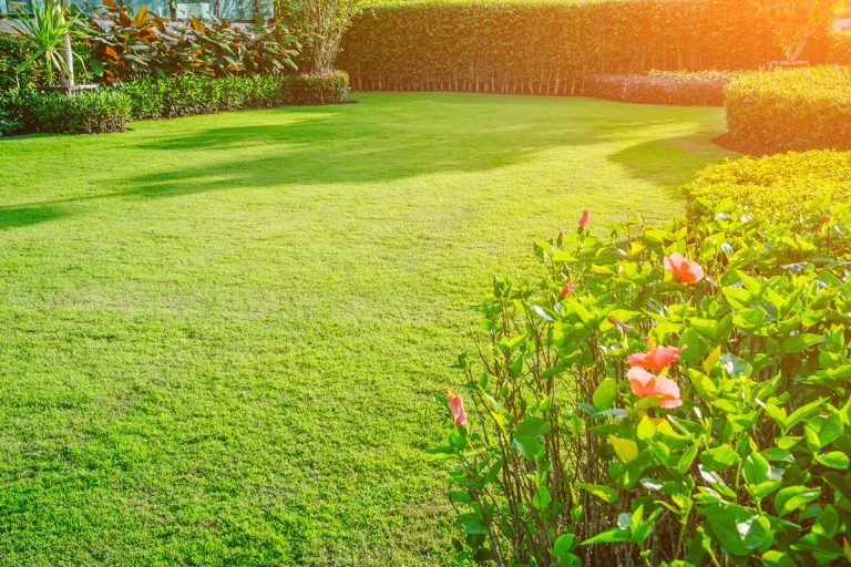 Backyard in spring, garden landscape design with tall and low shrubs and flowers has a beautiful rounded shape in the middle is a green grass, Newly cut lawn Lush green with morning sunlight., Do You Need Organic Seeds To Grow Organic Vegetables?