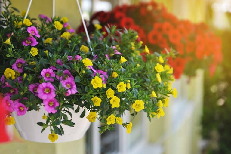 Baskets of hanging petunia flowers on balcony, My Hanging Baskets Are Not Holding Water - Why? What To Do?