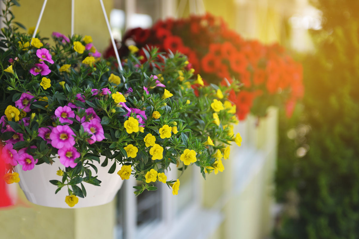 Baskets of hanging petunia flowers on balcony