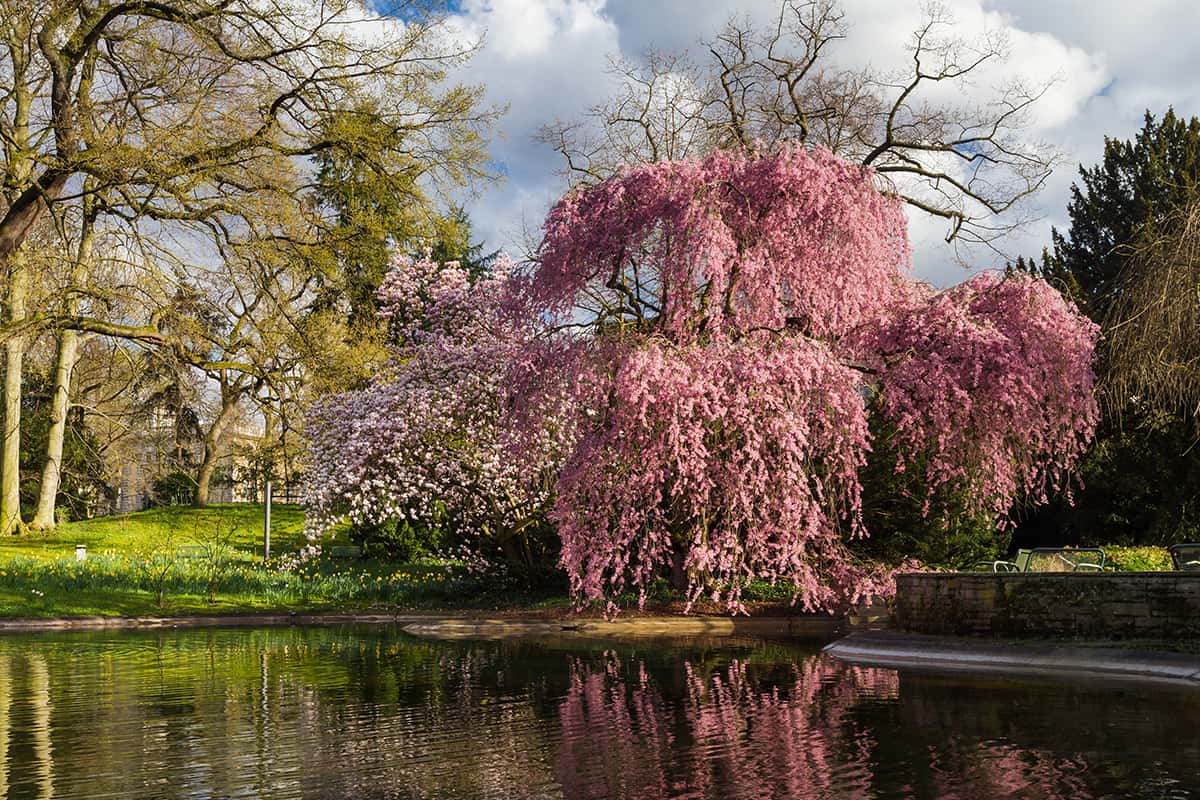 Beautiful Higan cherry tree blossom at a pond in spring