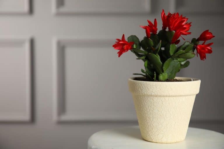 Beautiful blooming Schlumbergera (Christmas or Thanksgiving cactus) in pot on white table against light wall. Space for text. - When Do You Put Christmas Cactus In The Dark?