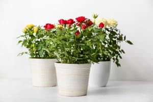 Beautiful roses in pots on table in room, What Are The Best Planters For Roses